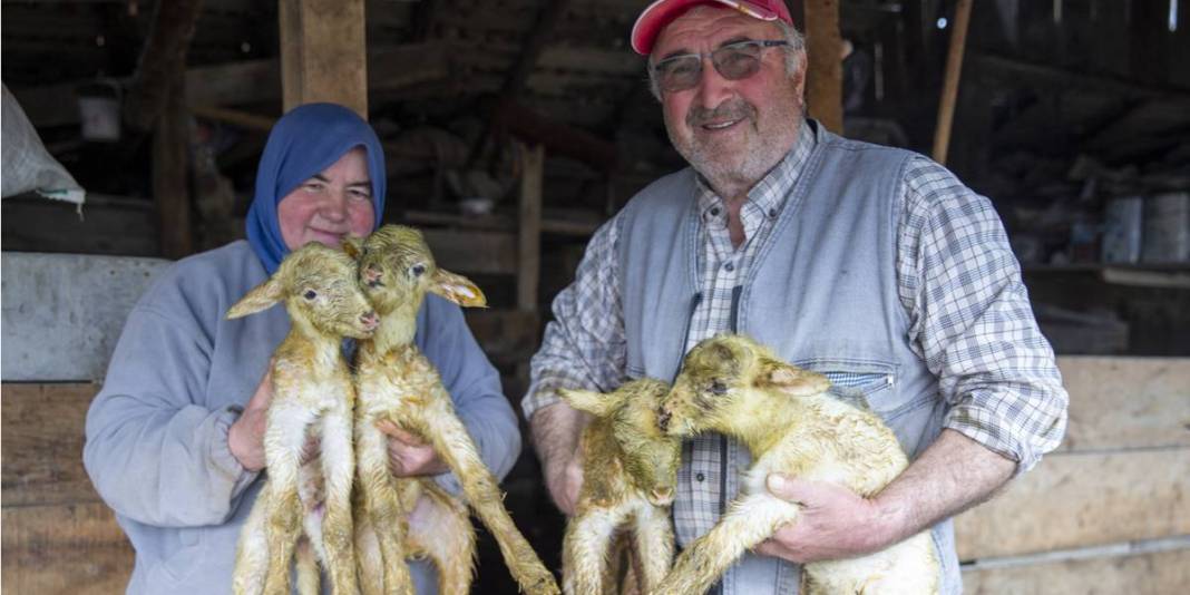 Dördüz doğan kuzular aileyi sevince boğdu: Sebebi ‘İyi bakım’ 3